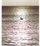 Pelican 2.jpg
